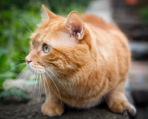 Cat on the hunt for prey. — Stock Photo, Image