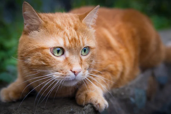 Katze auf der Jagd nach Beute. — Stockfoto