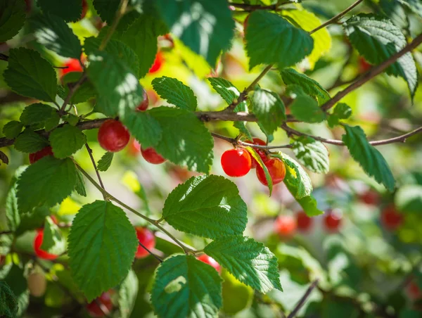 Спелые красные вишни на ветке дерева. — стоковое фото
