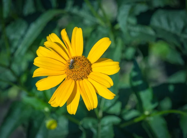 Egy méhecske a virág. — Stock Fotó