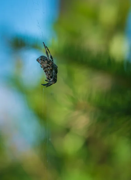 Cruz de araña se sienta en su telaraña . —  Fotos de Stock