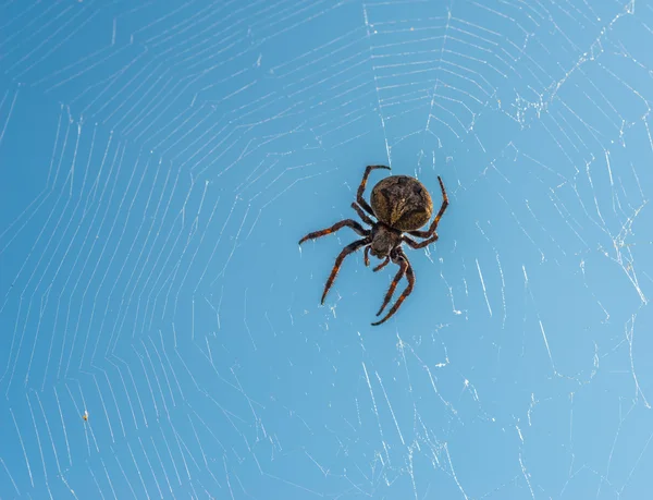 十字蜘蛛坐在他的蜘蛛网. — 图库照片