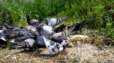 Güvercinler sürüsü.