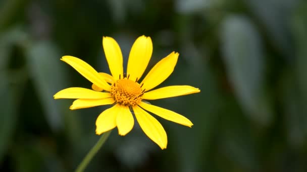 Fiore del Cosmo giallo . — Video Stock