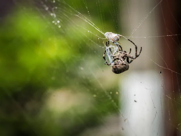 Araña comiendo su presa . —  Fotos de Stock