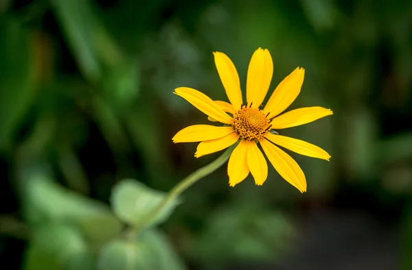 Yellow flower. — Stock Photo, Image