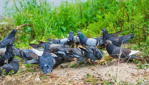 Pombos alimentando-se na grama . — Fotografia de Stock