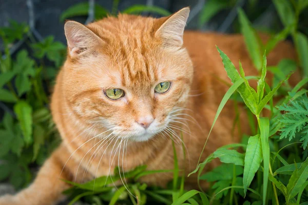 Rote Katze. — Stockfoto