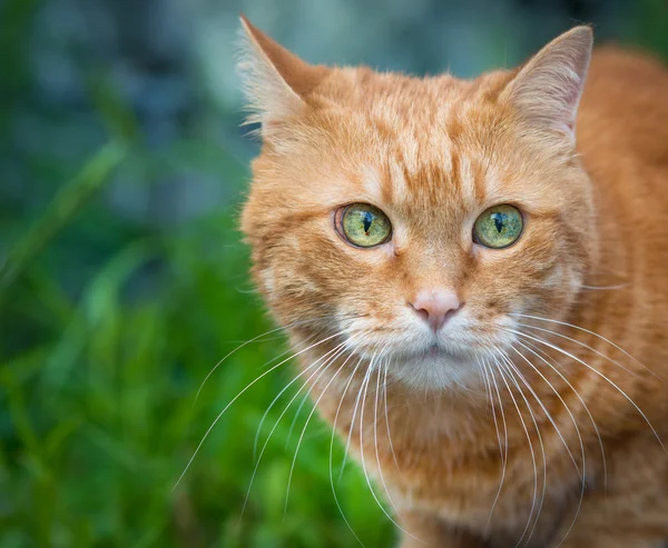 Rote Katze. Selektiver Fokus. — Stockfoto