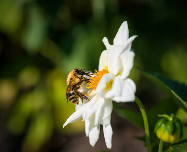 Una abejorra se alimenta de flores . — Foto de Stock