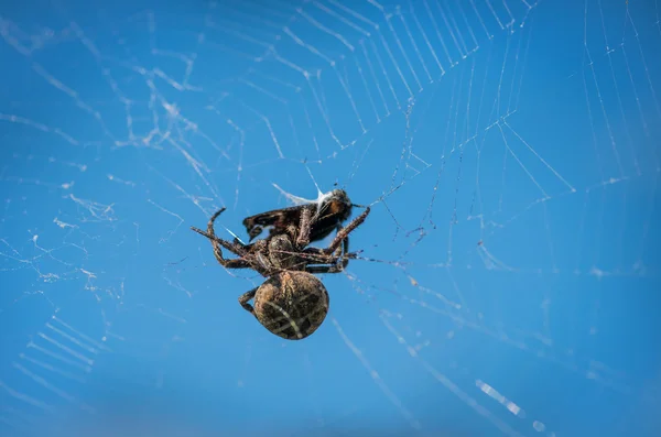 Cross spider eating his prey. — Stock Photo, Image