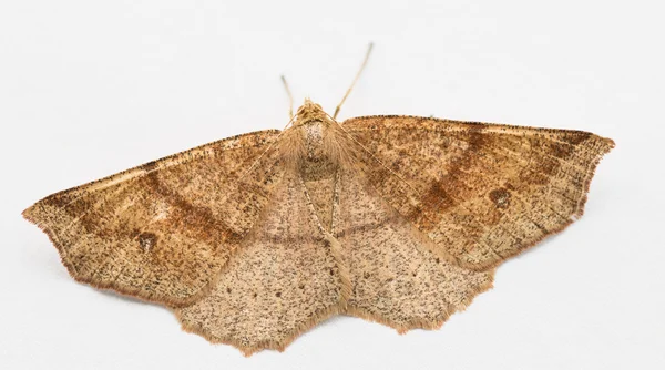 Moth resting on white paper. — Stock Photo, Image