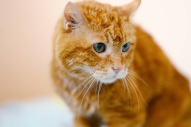 Uykulu yaşlı kırmızı kedi. Gözlere seçici odaklanma.