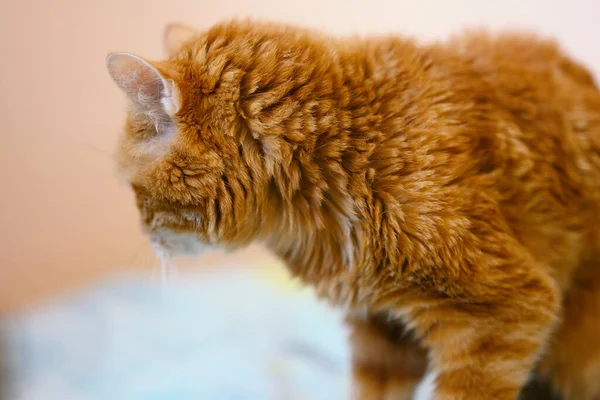 Viejo Gato Rojo Soñoliento Mirando Hacia Otro Lado Enfoque Selectivo — Foto de Stock