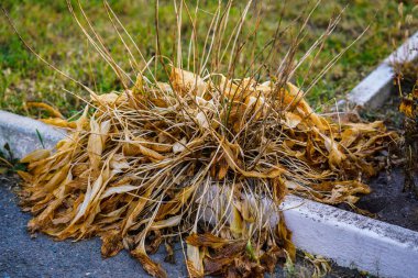 Sonbahar mevsiminde konaklayan bitki yaprakları. Seçici odak.
