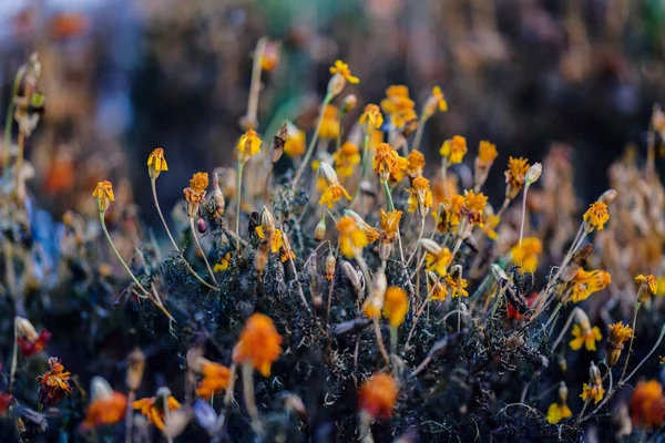 Засохшие Цветы Marigolds Осеннем Саду Закате Селективная Фокусировка Малой Глубиной — стоковое фото