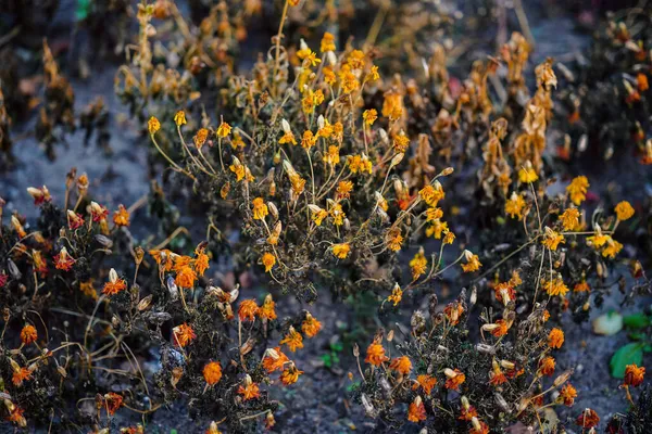 Kwiaty Suszone Marigolds Jesiennym Ogrodzie Zachodzie Słońca Skupienie Selektywne Płytką — Zdjęcie stockowe