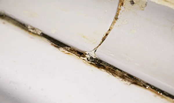 Fungus Mold Bathroom — Stock Photo, Image