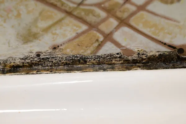 Fungus Mold Bathroom — Stock Photo, Image
