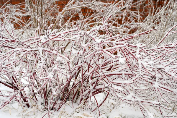 Tree Branches Covered Crust Ice Icy Rain Natural Disaster — Stock Photo, Image