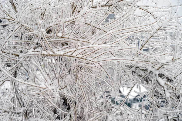 Les Branches Des Arbres Sont Recouvertes Une Croûte Glace Après — Photo