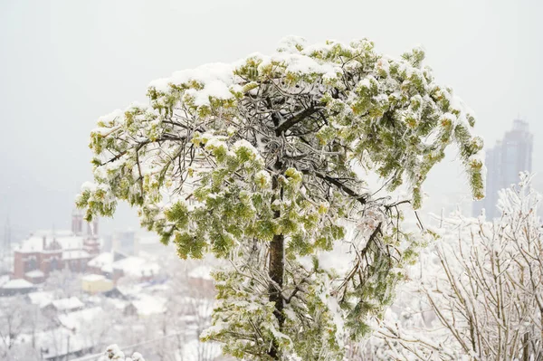 Κλαδιά Των Δέντρων Καλύπτονται Μια Κρούστα Πάγου Μετά Από Παγωμένη Royalty Free Εικόνες Αρχείου