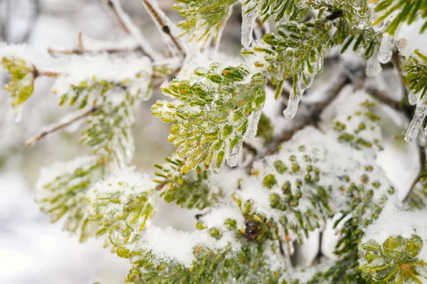 Tree Branches Covered Crust Ice Icy Rain Natural Disaster — Stock Photo, Image