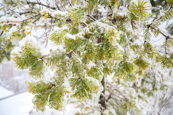 Tree Branches Covered Crust Ice Icy Rain Natural Disaster — Stock Photo, Image