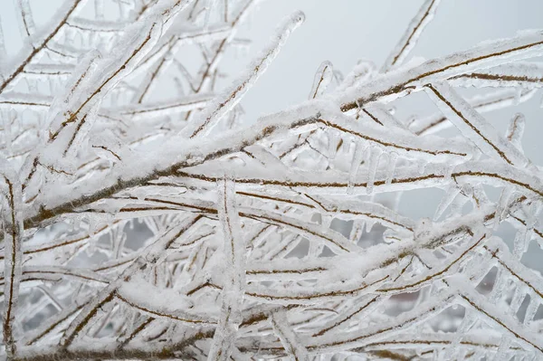 Κλαδιά Των Δέντρων Καλύπτονται Μια Κρούστα Πάγου Μετά Από Παγωμένη — Φωτογραφία Αρχείου