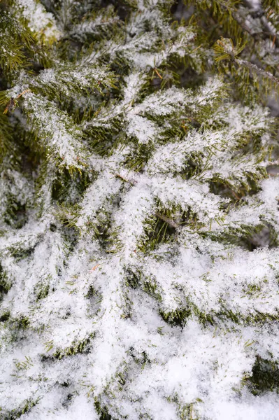 Κλαδιά Των Δέντρων Καλύπτονται Μια Κρούστα Πάγου Μετά Από Παγωμένη — Φωτογραφία Αρχείου