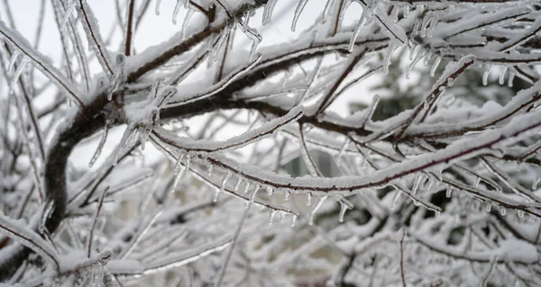 Ağaç Dalları Buzlu Yağmurdan Sonra Bir Buz Kabuğuyla Kaplıdır Doğal — Stok fotoğraf