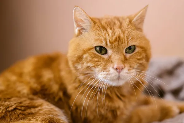 Viejo Gato Rojo Soñoliento Enfoque Selectivo Los Ojos —  Fotos de Stock