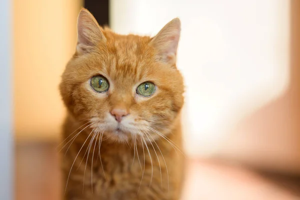 Magnifique Chat Roux Focus Sélectif Sur Les Yeux — Photo