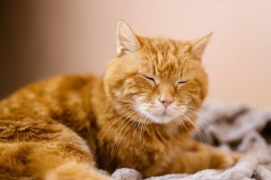 Uykulu yaşlı kırmızı kedi. Gözlere seçici odaklanma.
