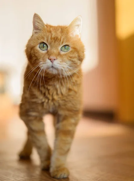 Όμορφη Κοκκινομάλλα Γάτα Επιλεκτική Εστίαση Στα Μάτια Εικόνα Αρχείου