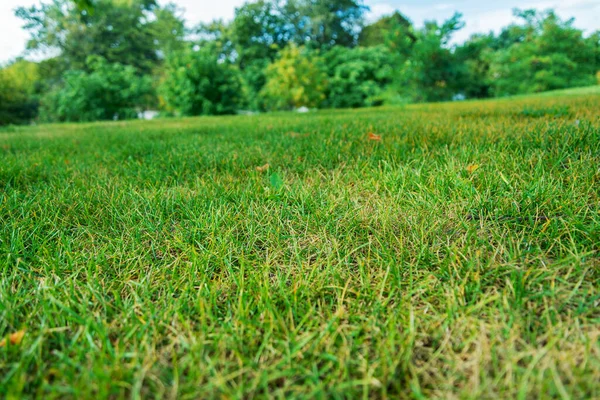Fresh Green Grass Background Selective Focus Shallow Depth Field — Stock Photo, Image