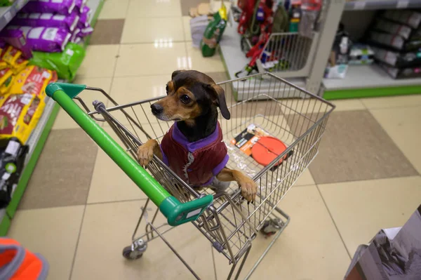 Small Dog Shopping Cart Pet Store — Photo