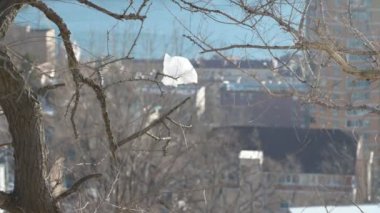 Plastic bag on a tree at light breeze.