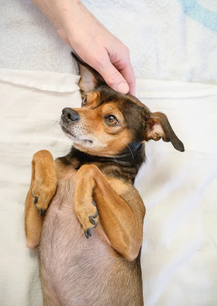 Womans Hand Playing Dog Home — Photo