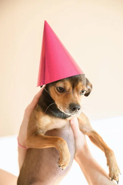 Funny Little Dog Cap His Head — Stock Photo, Image