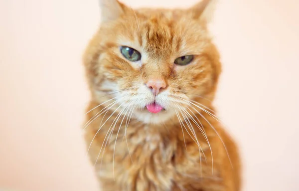 Hermoso Gato Viejo Mirando Algún Lugar Mostrando Lengua Enfoque Suave —  Fotos de Stock