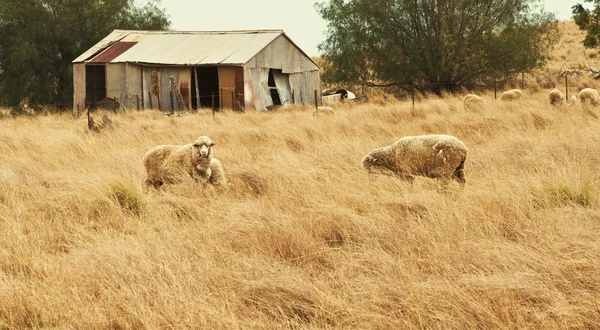 Bílé ovce spásání trávy v poli — Stock fotografie