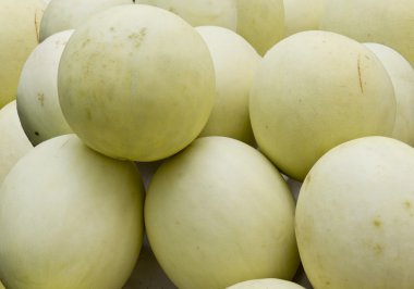 Honeydew