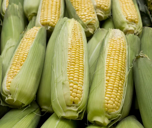 Mısır ya da Mısır