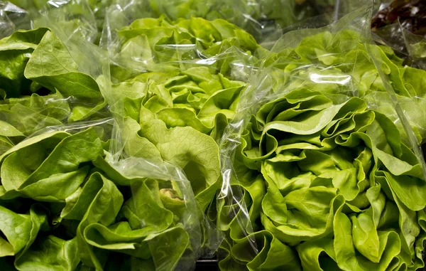 Green Oak Lettuce — Stock Photo, Image