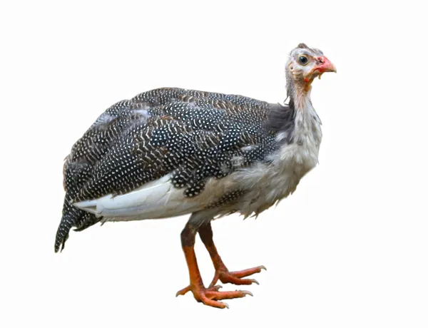 tavuk veya guinea hen