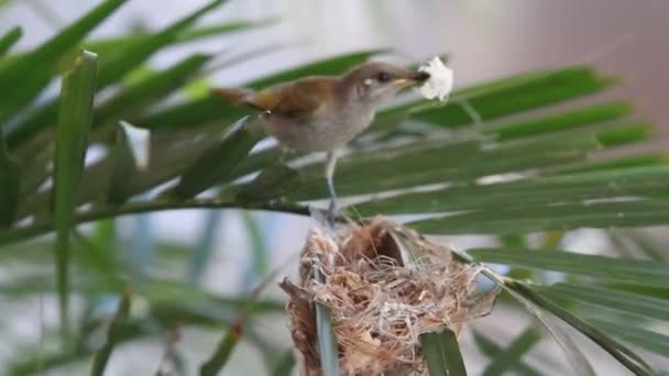 Video van neuriën vogel maken nesten — Stockvideo