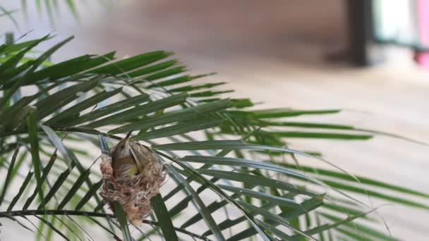 Vidéo de Colibri oiseau éclosion son oeuf — Video