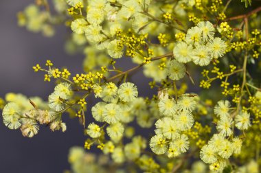 Altın wattle