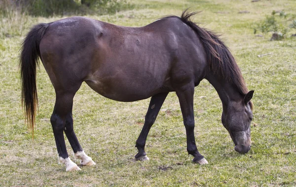 Paard — Stockfoto